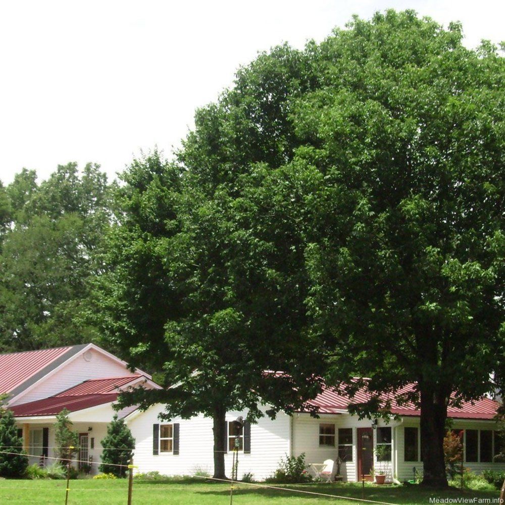Meadow View Farm Bed & Breakfast Hernando Ngoại thất bức ảnh